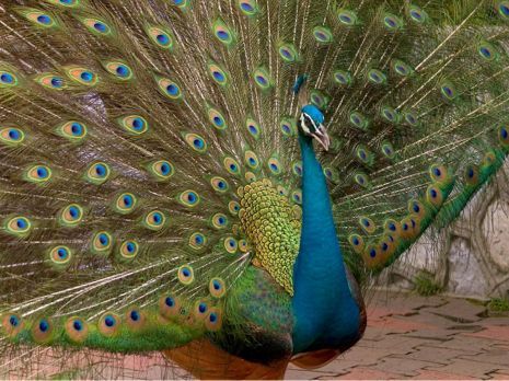 National Bird of India