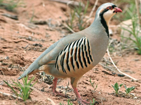 National Bird of Pakistan