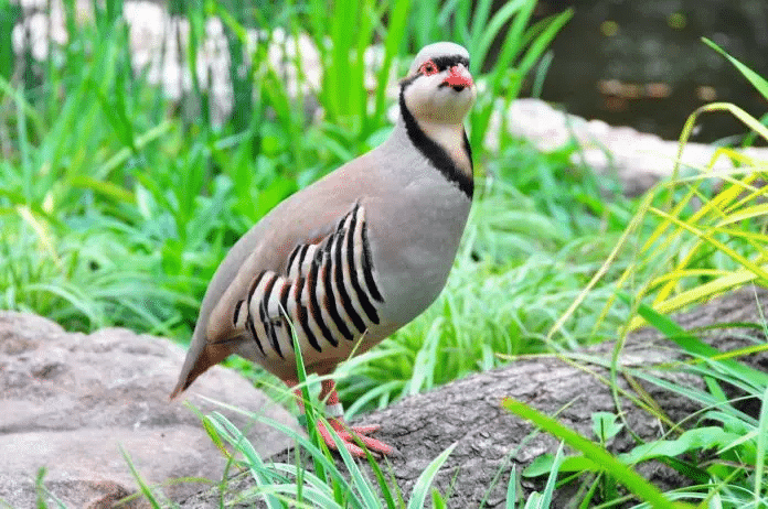 National Bird of Pakistan